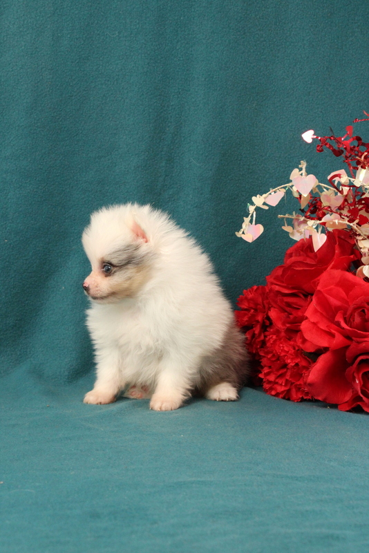 puppy, for, sale, Pomeranian, Matthew B. Stoltzfus, dog, breeder, Gap, PA, dog-breeder, puppy-for-sale, forsale, nearby, find, puppyfind, locator, puppylocator, aca